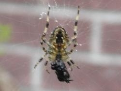 Spiders Spiders