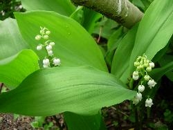 Lily of the Valley Lily of the Valley