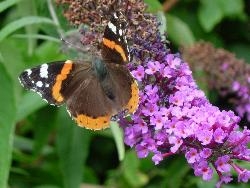 Red Admiral Red Admiral