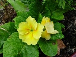 Polyanthus for Fran Polyanthus for Fran