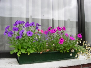 Annuals flowering 1.7.10 Annuals flowering 1.7.10