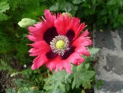 Frilly poppies 1 Frilly poppies 1