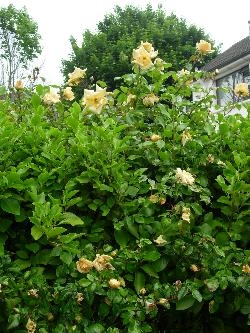 Climbing rose Climbing rose
