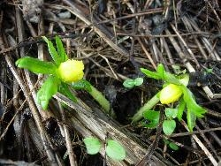 Eranthis hyemalis Eranthis hyemalis