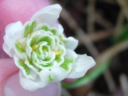 Snowdrop close-up Snowdrop close-up