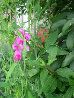 Perennial sweet pea seeds? Perennial sweet pea seeds?