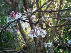 Viburnum bodnantense Dawn. Viburnum bodnantense Dawn.