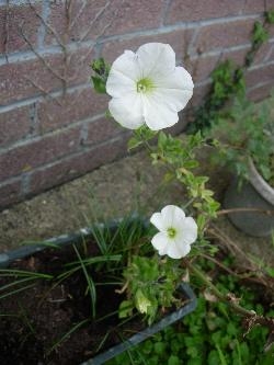 Last year's Petunia Last year's Petunia