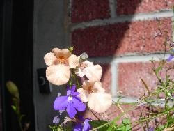 Diascia appears unexpectedly Diascia appears unexpectedly