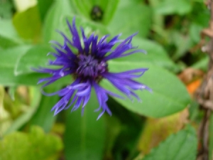 Cornflower out of season Cornflower out of season