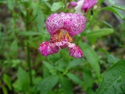 Antirrhinum Antirrhinum