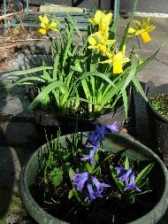 Yellow and blue Yellow and blue