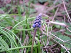 Muscari Muscari