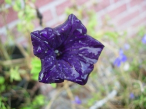 And the Petunias... And the Petunias...