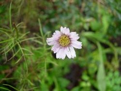 The last ...Cosmos..of summer. The last ...Cosmos..of summer.