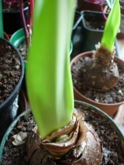 Amaryllis sprouting Amaryllis sprouting