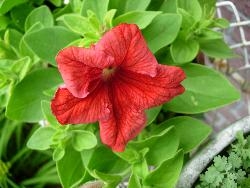 Petunia Petunia