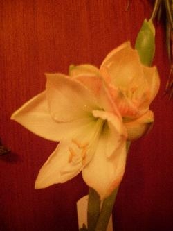 Pink amaryllis Pink amaryllis
