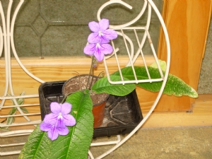 Cape primrose Cape primrose