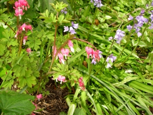 rescued dicentra rescued dicentra