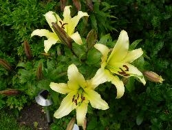 In spite of the Lily Beetle! In spite of the Lily Beetle!