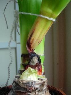 Amaryllis problem Amaryllis problem