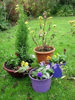 Pots planted up Pots planted up