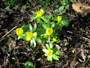 Eranthis Eranthis