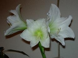 Amaryllis again Amaryllis again