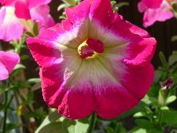 Petunia discovery Petunia discovery