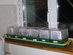 Seed-sowing Seed-sowing