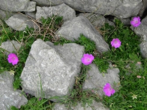 Inis Meáin flowers Inis Meáin flowers