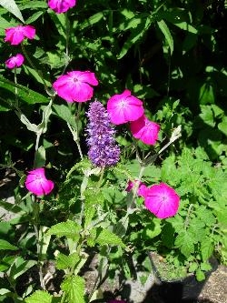 Agastache, for Fran Agastache, for Fran