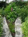 New bed overgrown already! New bed overgrown already!