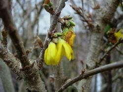 Spring is coming! Spring is coming!