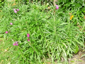 Wallflowers Wallflowers