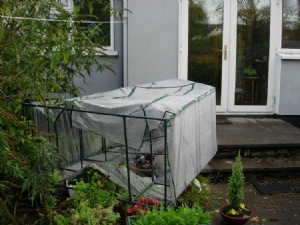Plastic greenhouse bites the dust Plastic greenhouse bites the dust