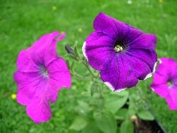 Another unusual Petunia Another unusual Petunia