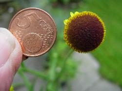 Helenium 'Autumn Lollipops' Helenium 'Autumn Lollipops'