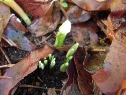 Yes... a snowdrop! Yes... a snowdrop!