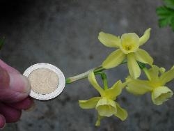 My small daff My small daff
