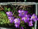 Sun-loving Crocuses Sun-loving Crocuses