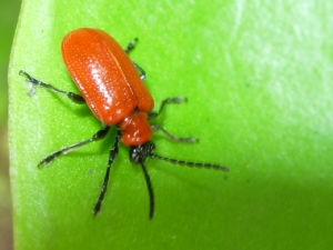 Red insect Red insect