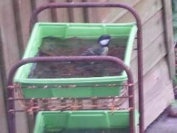 Bird bath Bird bath