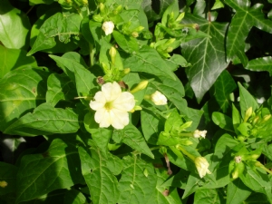 Mystery plant Mystery plant