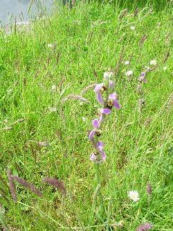 Burren orchid Burren orchid
