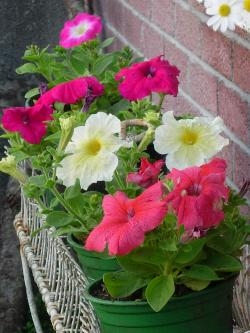 Petunias Petunias