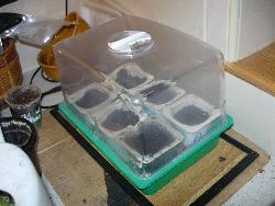 Seed planting Seed planting