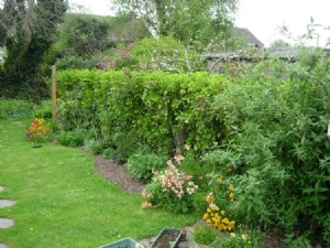 My garden My garden