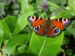 Butterflies Butterflies